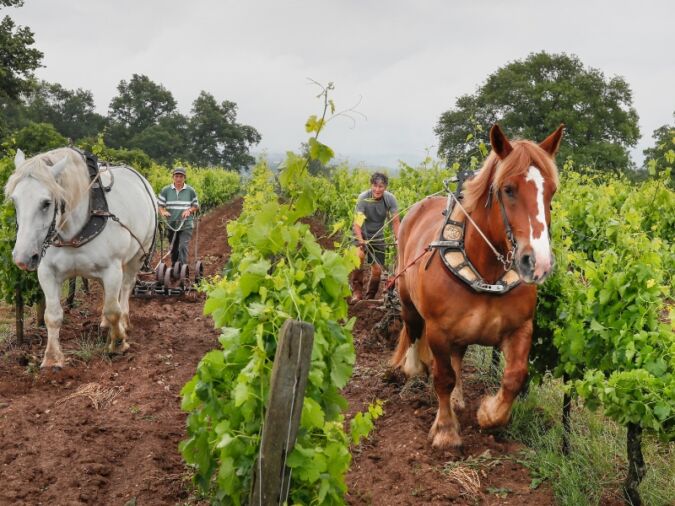 Two horses ploughing the soil in a vineyard, as part of biodynamic winemaking in Bordeaux