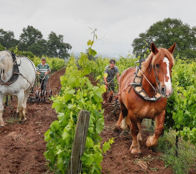 Two horses ploughing the soil in a vineyard, as part of biodynamic winemaking in Bordeaux