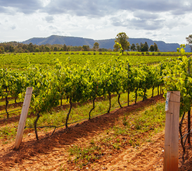 Afternoon light over vineyards in the Hunter Valley, New South Wales, Australia