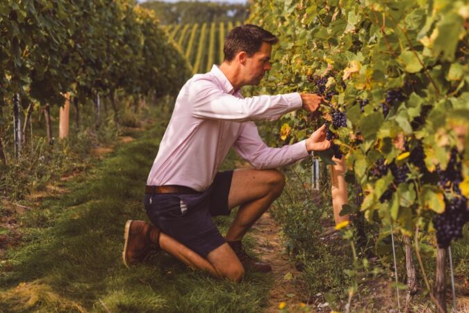 A man in between vines inspecting grapes
