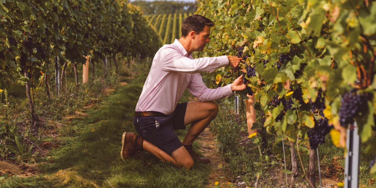 A man in between vines inspecting grapes