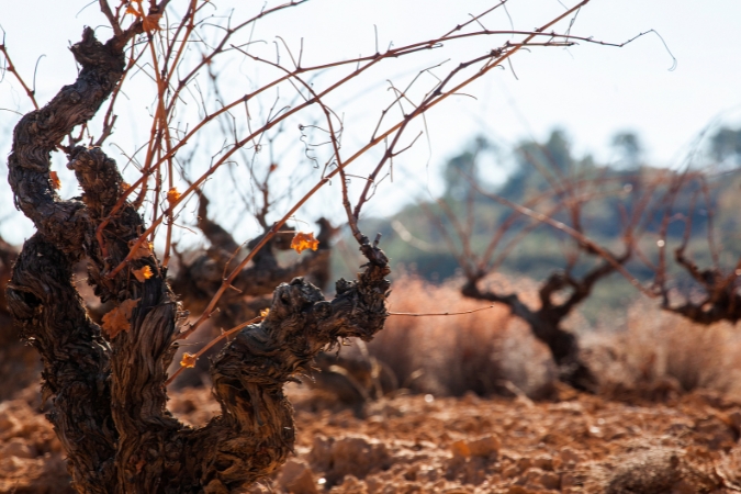 Vines in Yllera's vineyard
