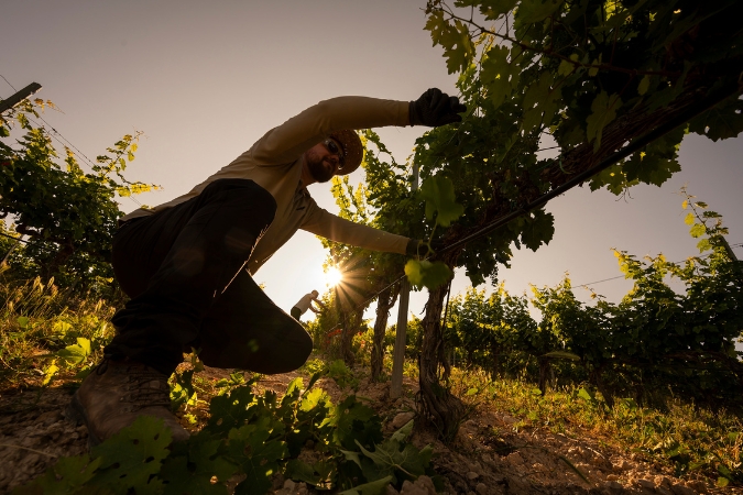 A man tends to the vines at Pago de Carraovejas