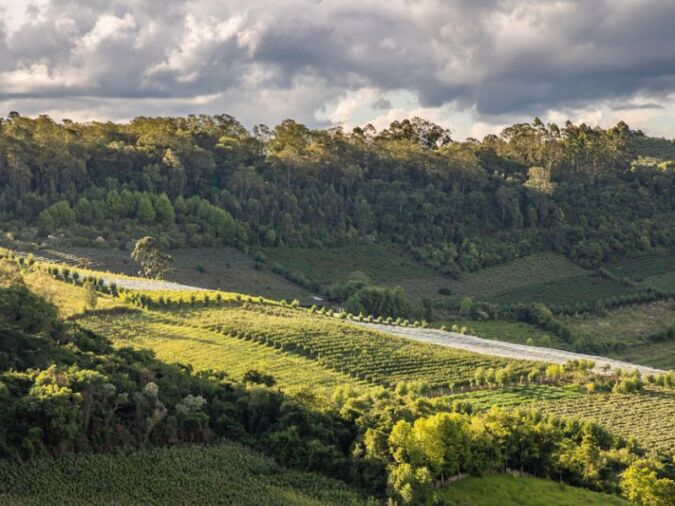 Vineyards and forest in valley , Bento Goncalves, Rio Grande do Sul, Brazil