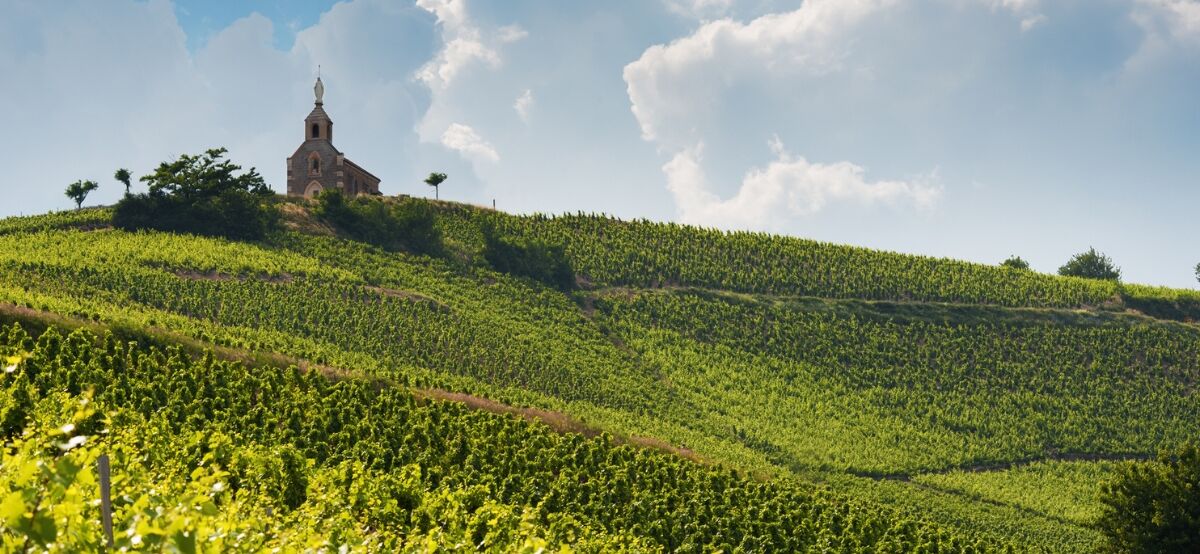 Vineyards in Fleurie, Beaujolais