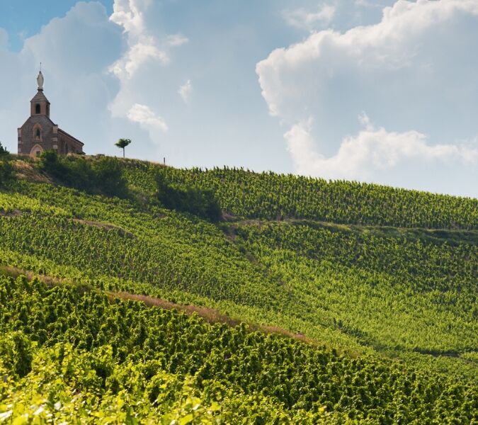 Vineyards in Fleurie, Beaujolais