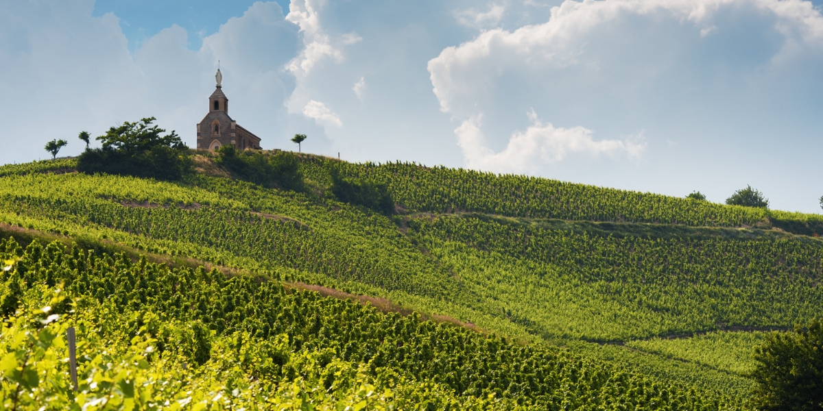 Vineyards in Fleurie, Beaujolais