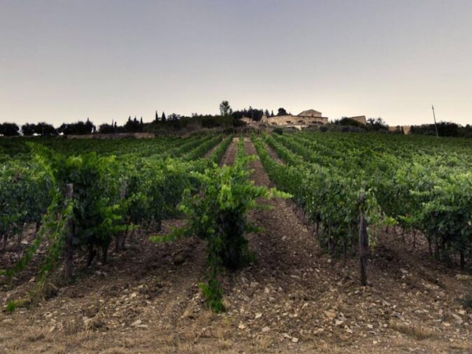 The vineyards of Monteraponi, an esteemed Radda estate