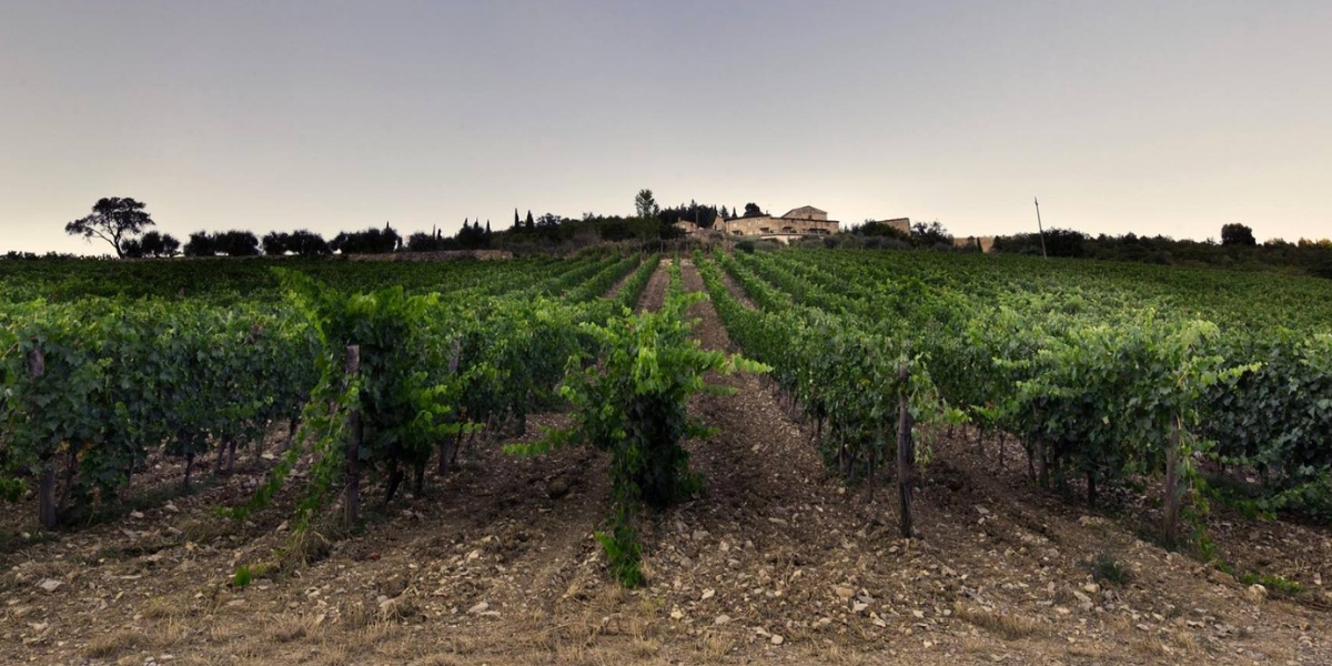 The vineyards of Monteraponi, an esteemed Radda estate
