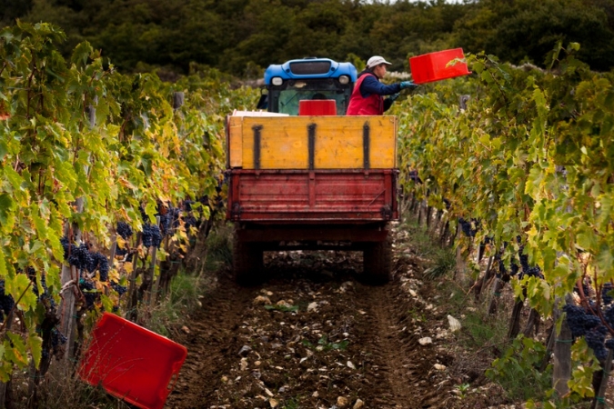A vineyard worker at Monteraponi