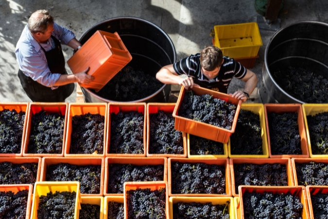 Two men stack up crates full of grapes at Domaine Donatsch Malans