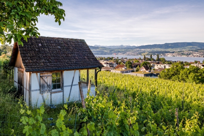 An old hut within the vineyards of JET Wein