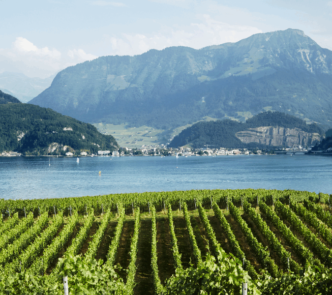 The stunning landscape of Weingut Kastanienbaum, one of the best wineries in Switzerland for tours and tastings
