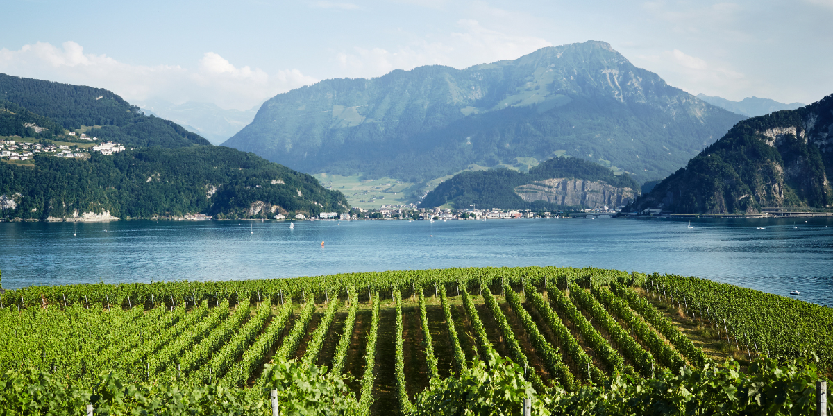 The stunning landscape of Weingut Kastanienbaum, one of the best wineries in Switzerland for tours and tastings
