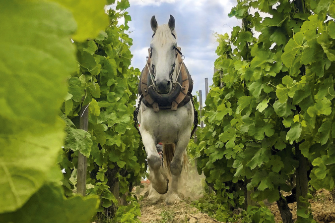 One of the working horses at Rhone winery, Chapoutier