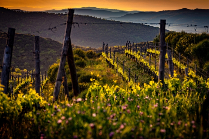 Biondi Santi vineyard