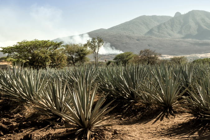best mezcal 2026