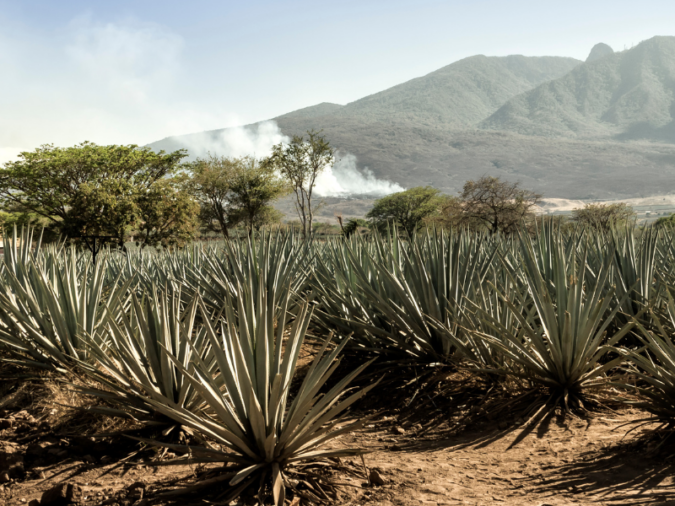 best mezcal 2026