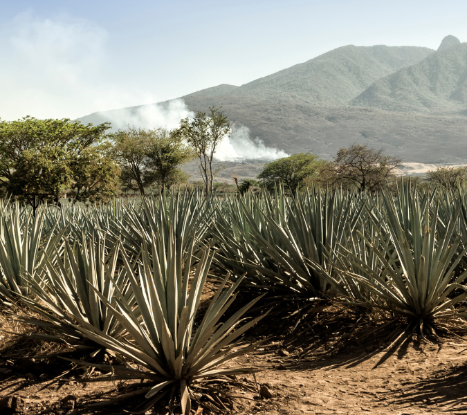 best mezcal 2026