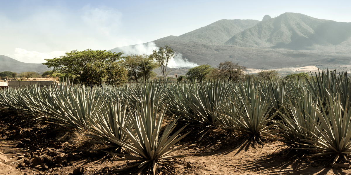 best mezcal 2026
