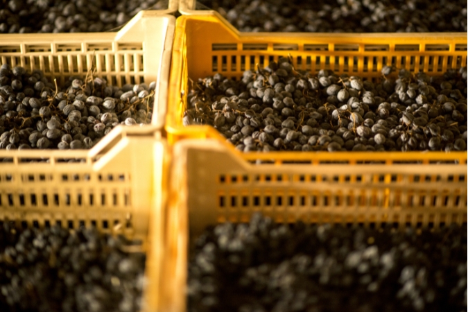 Tedeschi grapes drying