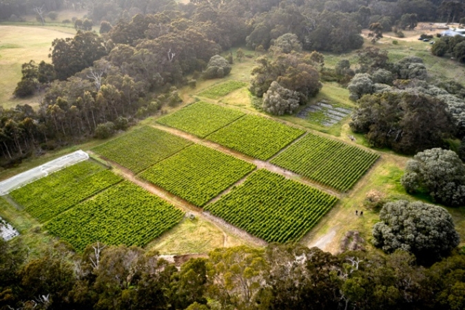 Cloudburst vineyards