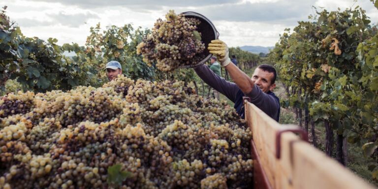 Weingut Steinschaden