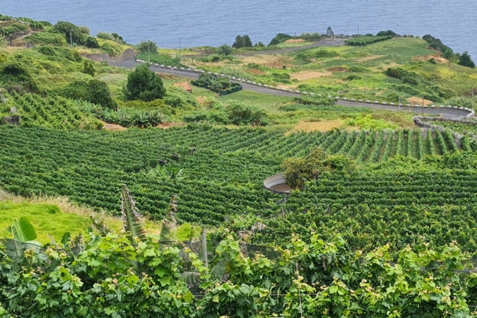 Verdelho vineyards