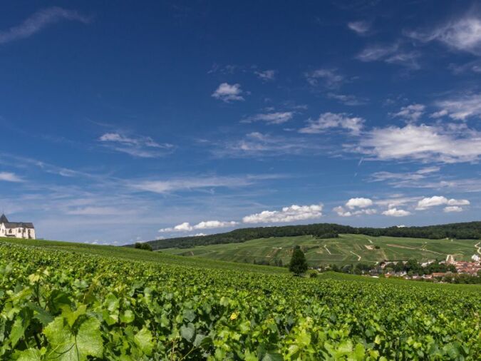 Laherte Frères’ Meunier vineyards at Chavot
