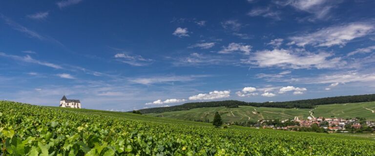 Laherte Frères’ Meunier vineyards at Chavot