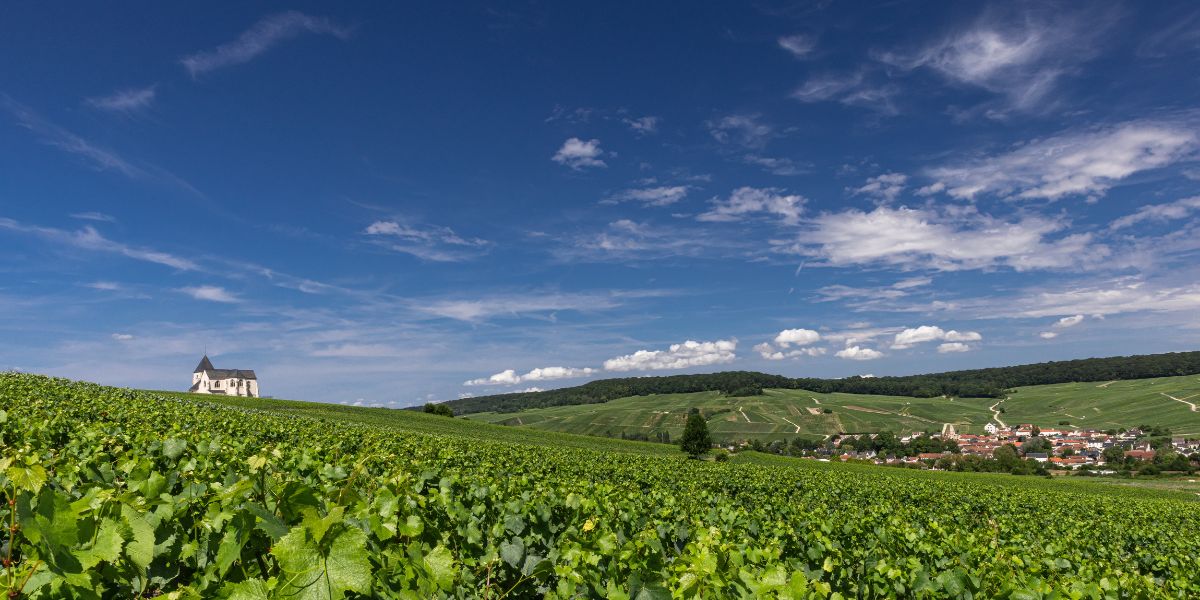 Laherte Frères’ Meunier vineyards at Chavot
