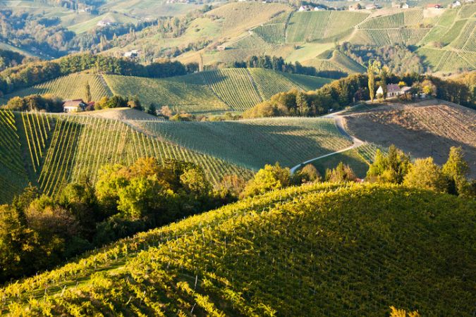 Vineyard in Styria Austria, view to the Grazer Becken, Schilcher Weingegend