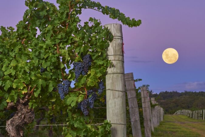 Cullen vineyard Houghton clone