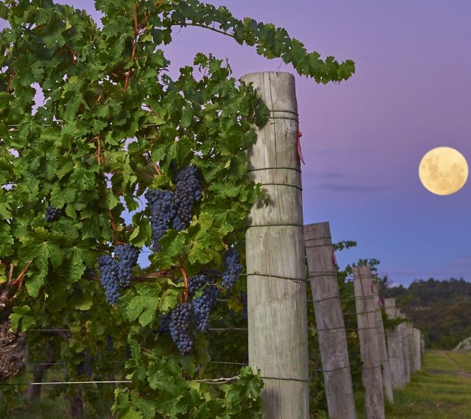 Cullen vineyard Houghton clone