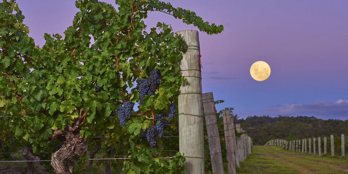 Cullen vineyard Houghton clone