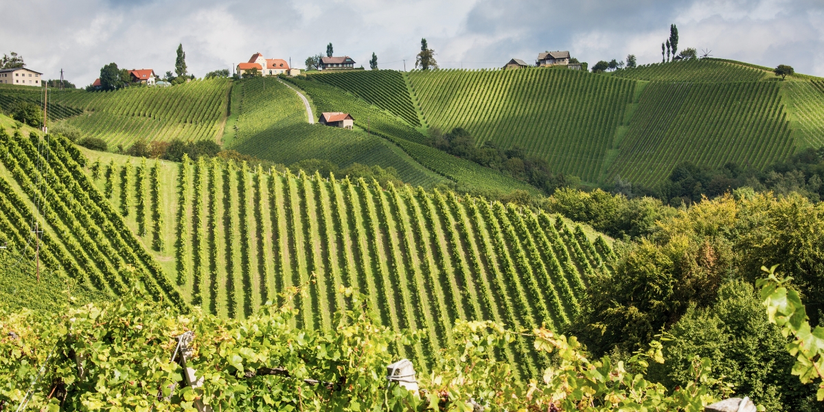 Austrian region of Styria wine