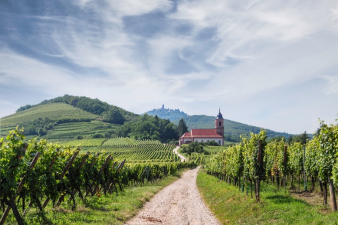 Alsace vineyards