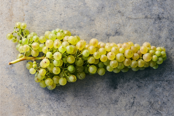 A bunch of furmint grapes