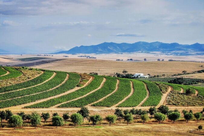 South African Chenin Blanc