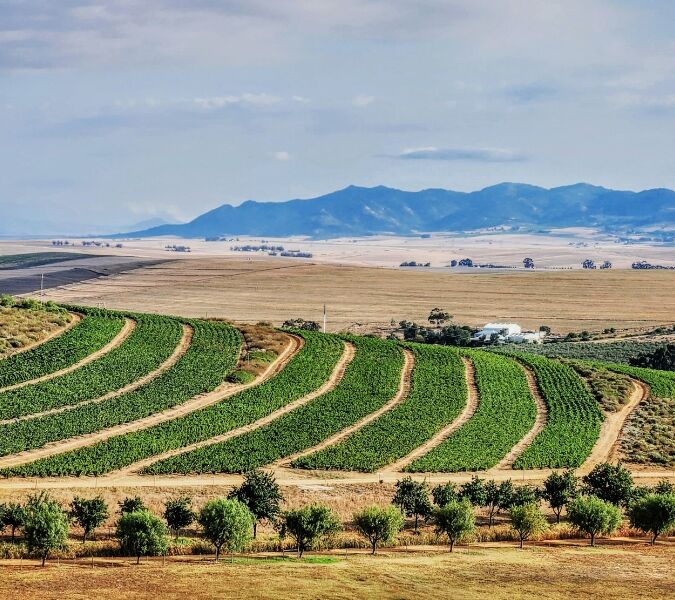 South African Chenin Blanc