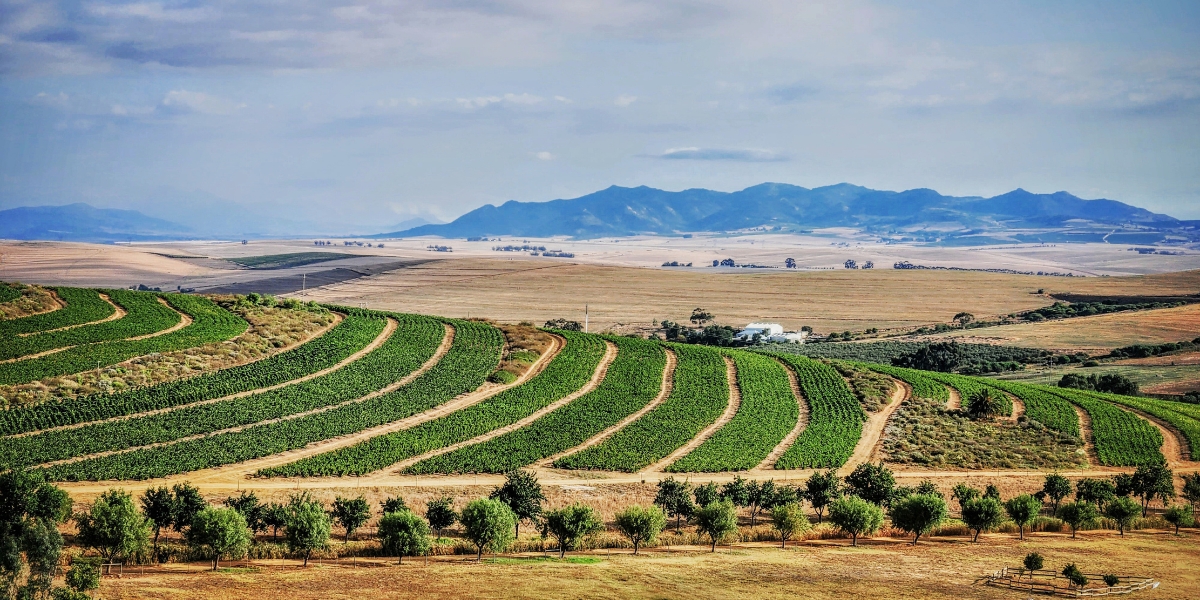 South African Chenin Blanc
