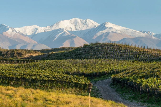 The Finca Agua de la Jarilla vineyard with moutains in the background
