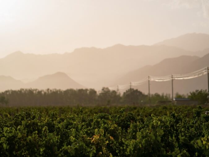 Vineyards in front of the Helan Mountains in Ningxia, China