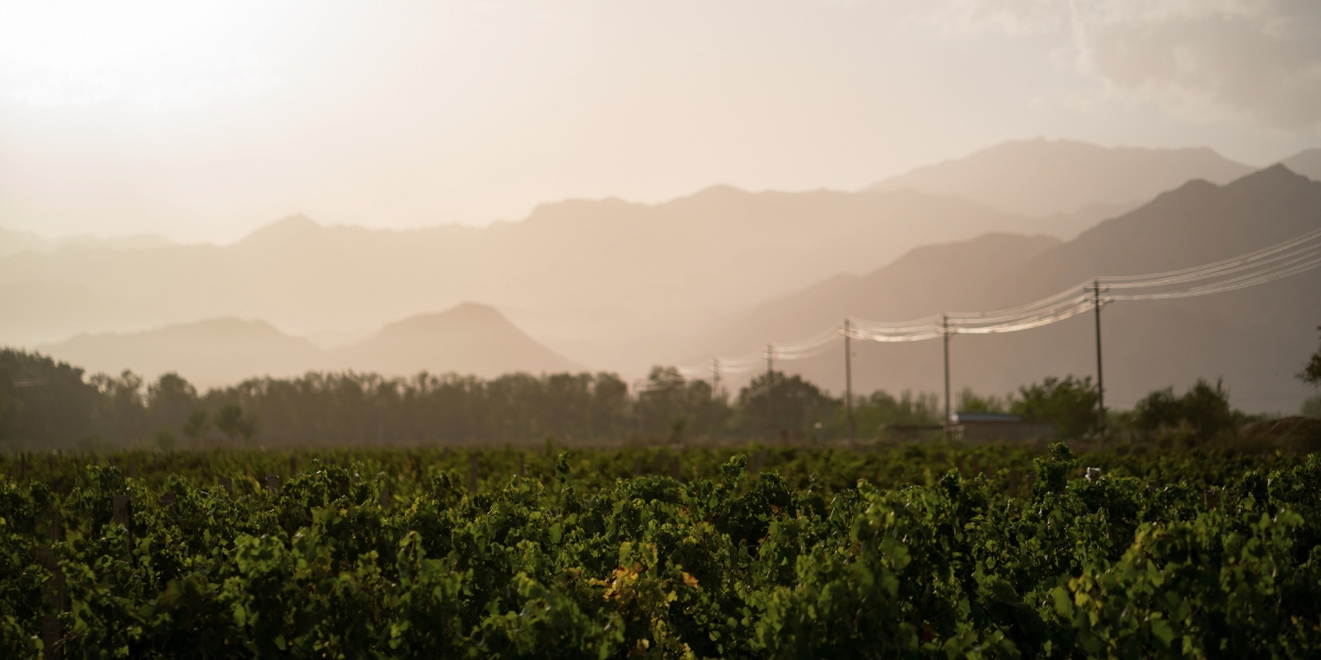 Vineyards in front of the Helan Mountains in Ningxia, China