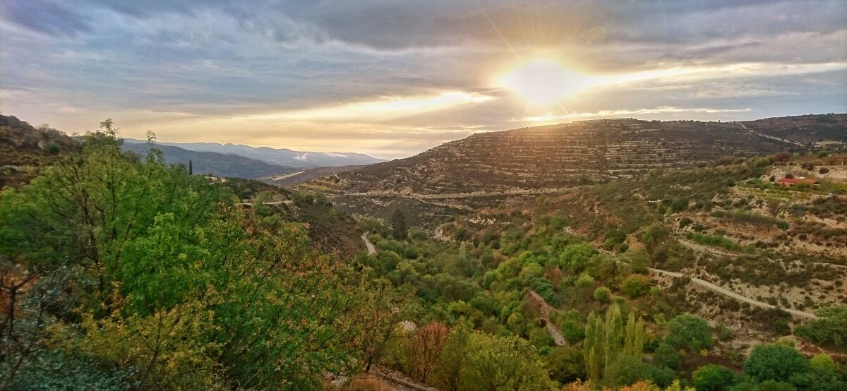 Vineyards in Cyprus