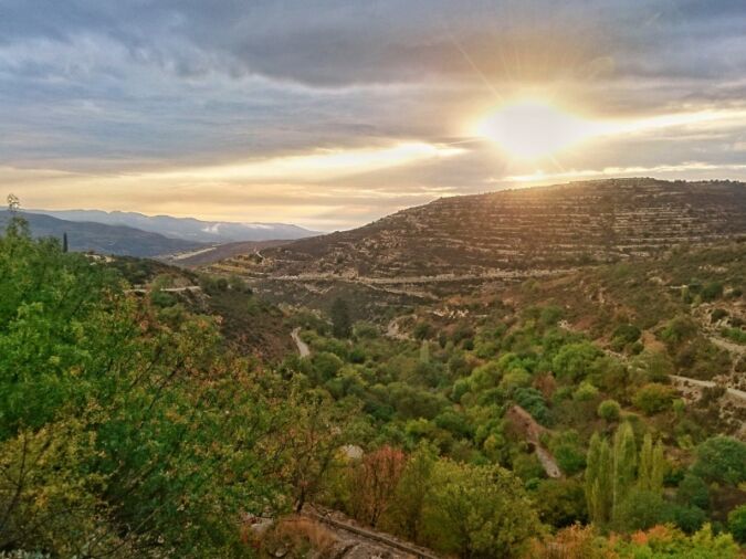 Vineyards in Cyprus