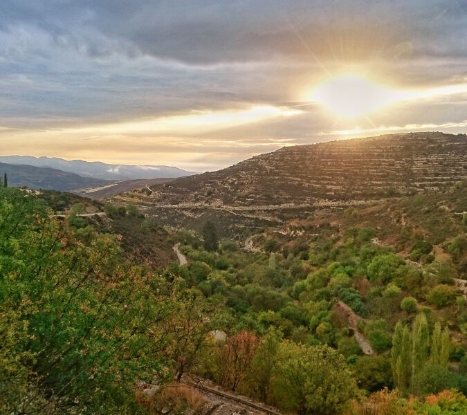 Vineyards in Cyprus