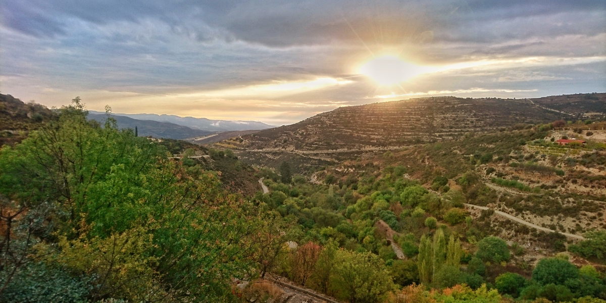 Vineyards in Cyprus