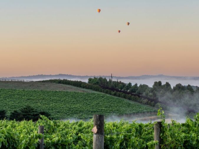 Yarra valley vineyard with hot air balloons