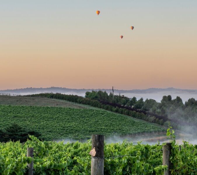 Yarra valley vineyard with hot air balloons